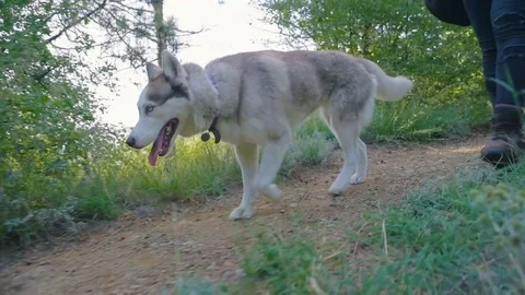 Legs of man in hiking boots walking with two siberian husky dogs in forest Видео 84326880