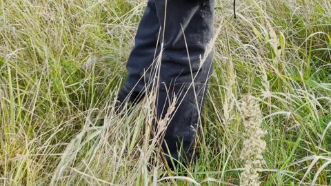 The legs of a man walking through thick grass Stock Footage 306152061