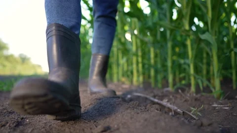 Legs in rubber boots walk through cornfield. farmer works in corn field in Stock Footage 252109087