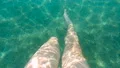 The legs swimming under the water HD Footage