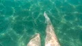 The legs swimming under a water HD Footage