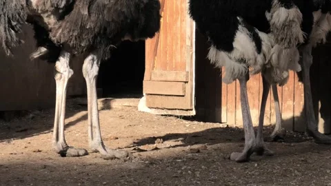 The legs of three ostriches Stock Footage 295267669