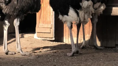 The legs of three ostriches stand Stock Footage 295267671