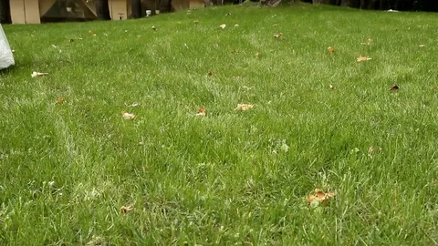 Legs of a young couple in wedding clothes that go on the green grass Stock Footage 102709436