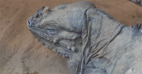 Leguan in the desert Video stock 54730811