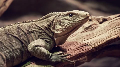 Leguan Stock Footage 151610743
