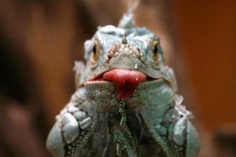 Leguan Stock Photos
