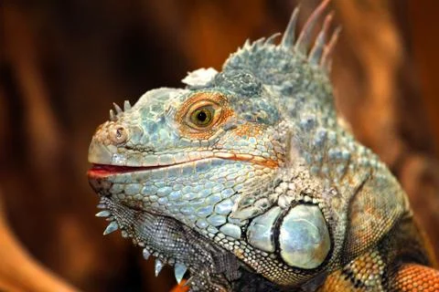 Leguan Stock Photos