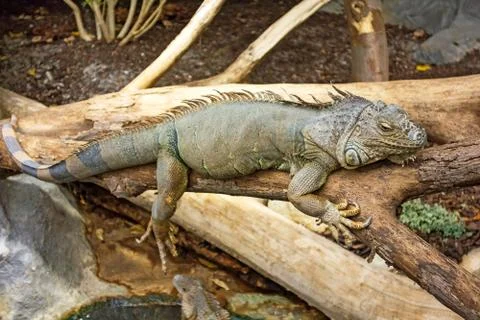 Leguan Stock Photos