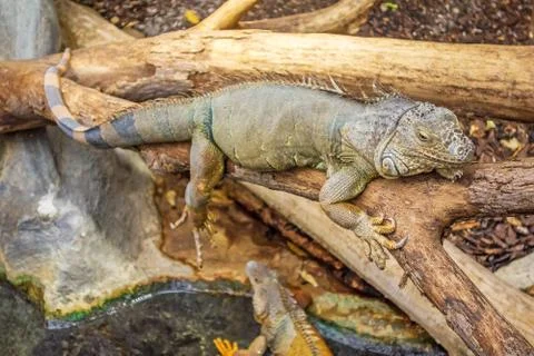 Leguan Stock Photos