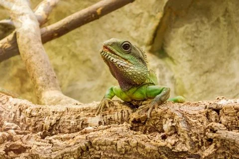 Leguan Stock Photos