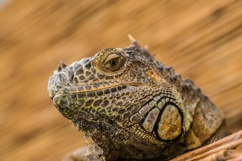 Leguan Stock Photos