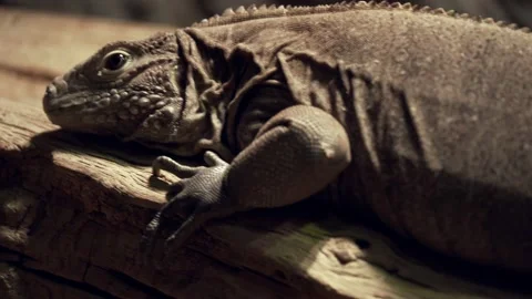 Leguan relaxing Stock Footage 151611326