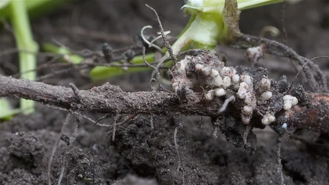 Legume N Fixation Stock Footage 127364718