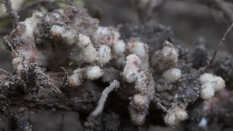 Legume Nitrogen Fixation Stock Footage 127333006