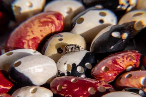 Legume weevil released from the fruit of the bean to complete the development Stock Photos