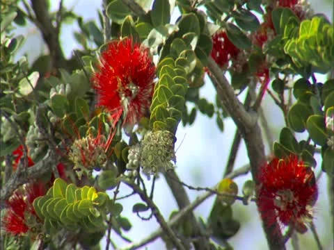 Lehua Blossoms Video stock 22242821