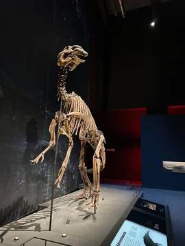 Leiden, Netherlands - November 19, 2022: Life size skeleton of Plateosaurus.. Stock Photos