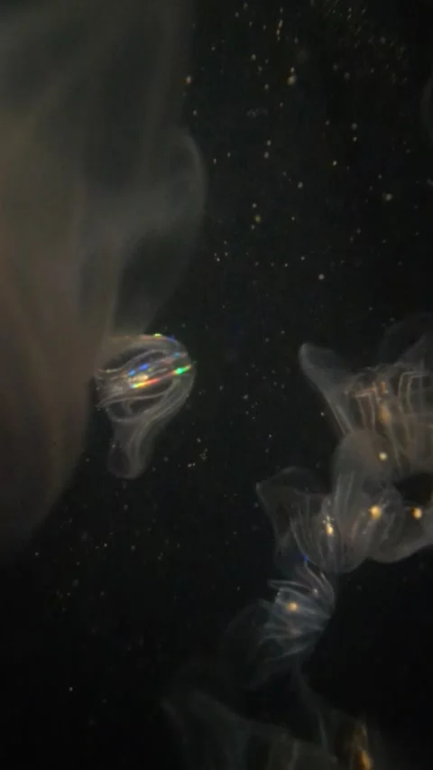 Leidy's Comb Jellyfish Stock Footage 238891563