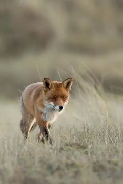 Leiser Jäger... Rotfuchs * Vulpes vulpes * auf der Jagd im hohen Gras eine.. Stock Photos
