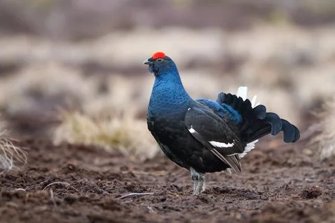 Lekking black grouse on morning swamp. Spring colors of moors with black grouse Stock Photos