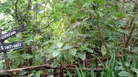 Lembah Cisuruan Video stock 221598460