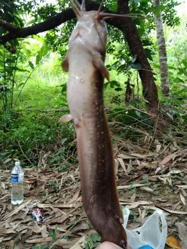 Lembata catfish Stock Photos