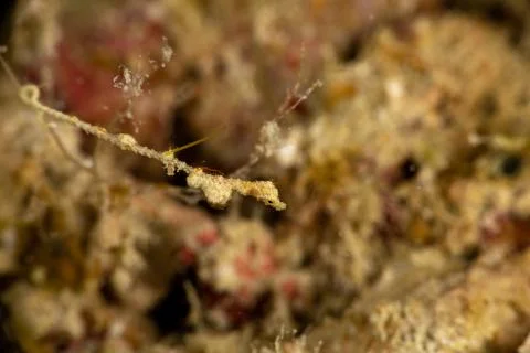 Lembeh Sea Dragon, thread pipefish, Kyonemichthys rumengani, is a species of  Stockfoto's