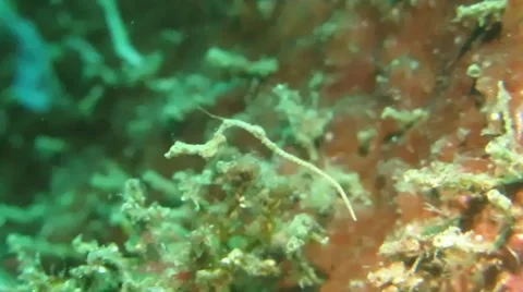 Lembeh Seadragon - Lembeh 動画素材 69009148
