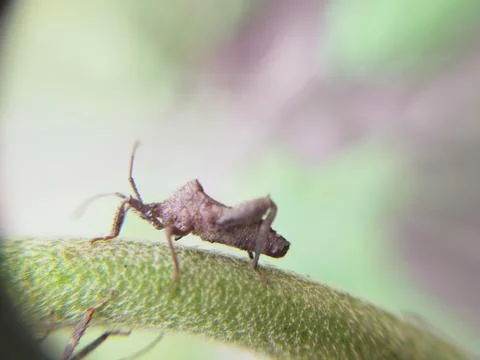 LEMBING SERANGGA Foto stock