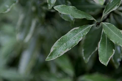 Lemmonwood Leaf Photos