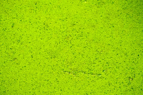 Lemna minor L. Stock Photos