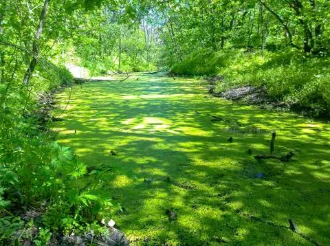 Lemna on the surface of the river Stock Photos