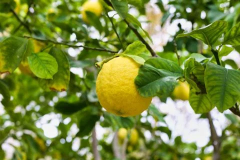 Lemon 01 Stock Photos