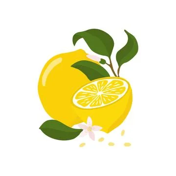 Lemon and lemon halves with a twig and a flower. A bright composition of ve.. Stock Illustration