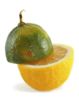Lemon and lime Stock Photos