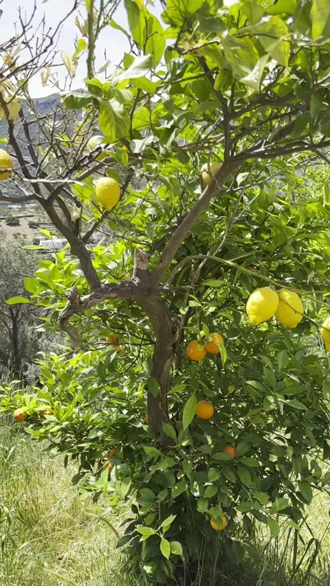 Lemon and Mandarin Trees Growing Together in Mediterranean Garden Stock Footage 336964936