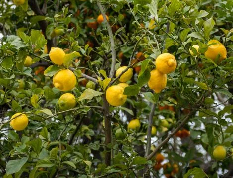 Lemon and orange treee Stock Photos