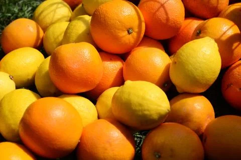 Lemon and oranges Stock Photos