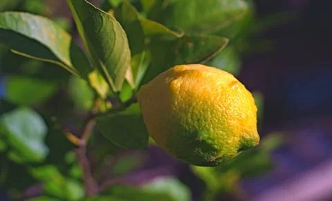 Lemon attached to the branch Stock Photos