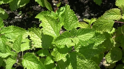 Lemon Balm  also called Melissa Officinalis Stock Footage 111317843