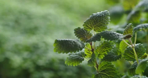 The lemon balm branch is highlighted in focus Video stock 152604664