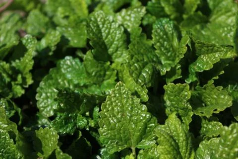 Lemon balm in the garden Stock Photos