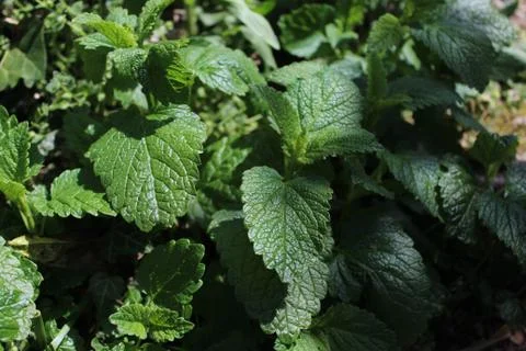 Lemon balm in the garden Stock Photos