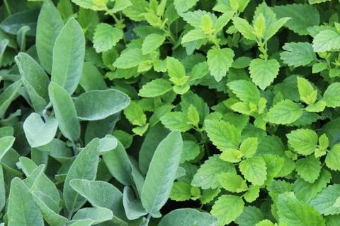 Lemon balm in the garden Stock Photos