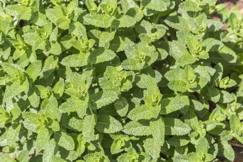 Lemon balm in the herb bed Stock Photos
