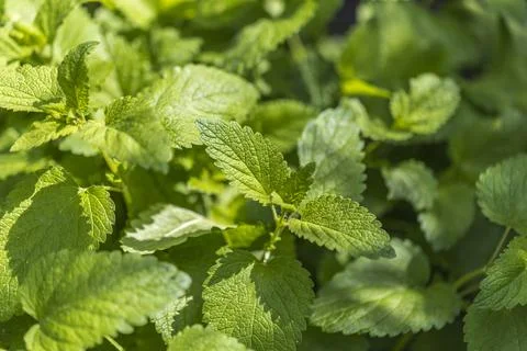Lemon balm in the herb bed Stock Photos
