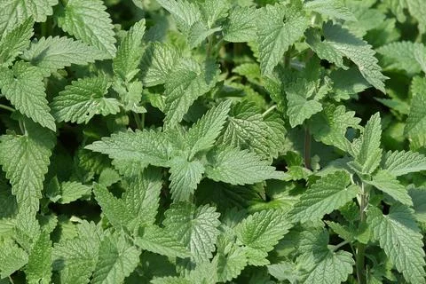 Lemon balm leaf background Photos