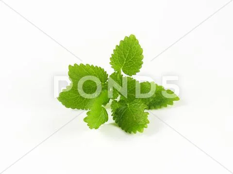 Lemon balm leaves Stock Photos