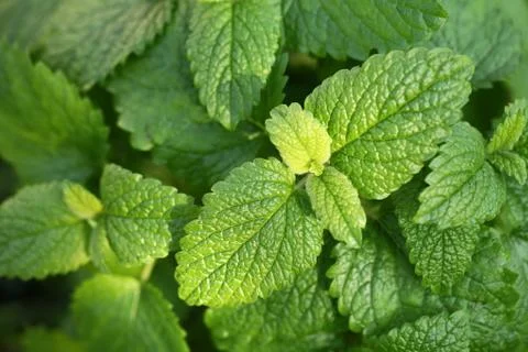 Lemon balm Foto stock